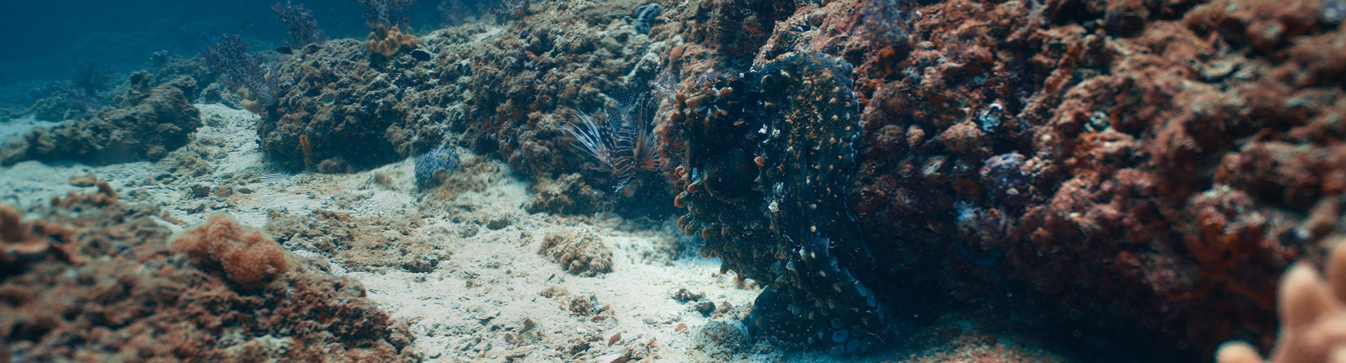 Beneath — Underwater Filmmaking still 5