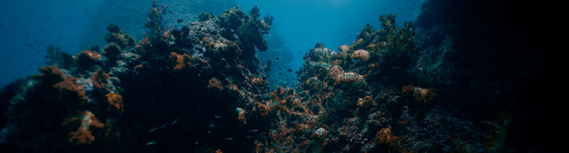 Beneath — Underwater Filmmaking still 4