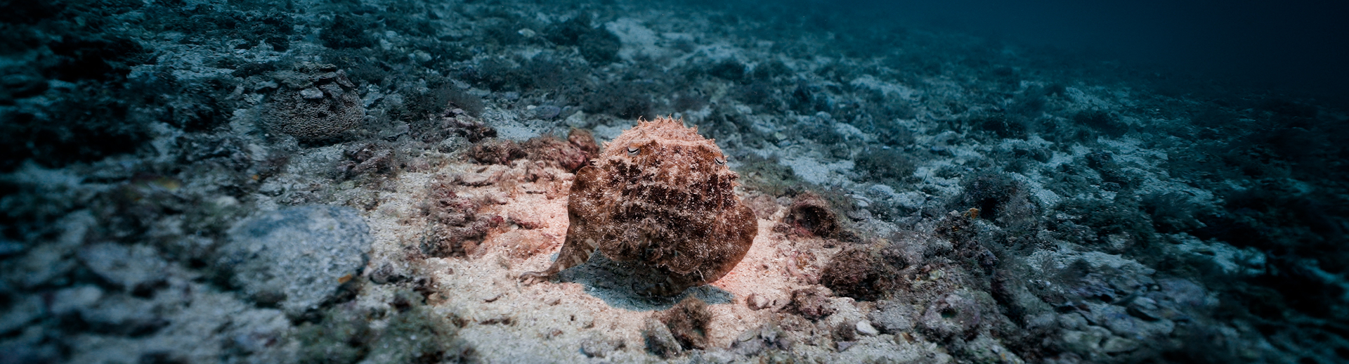 Beneath — Underwater Filmmaking still 3